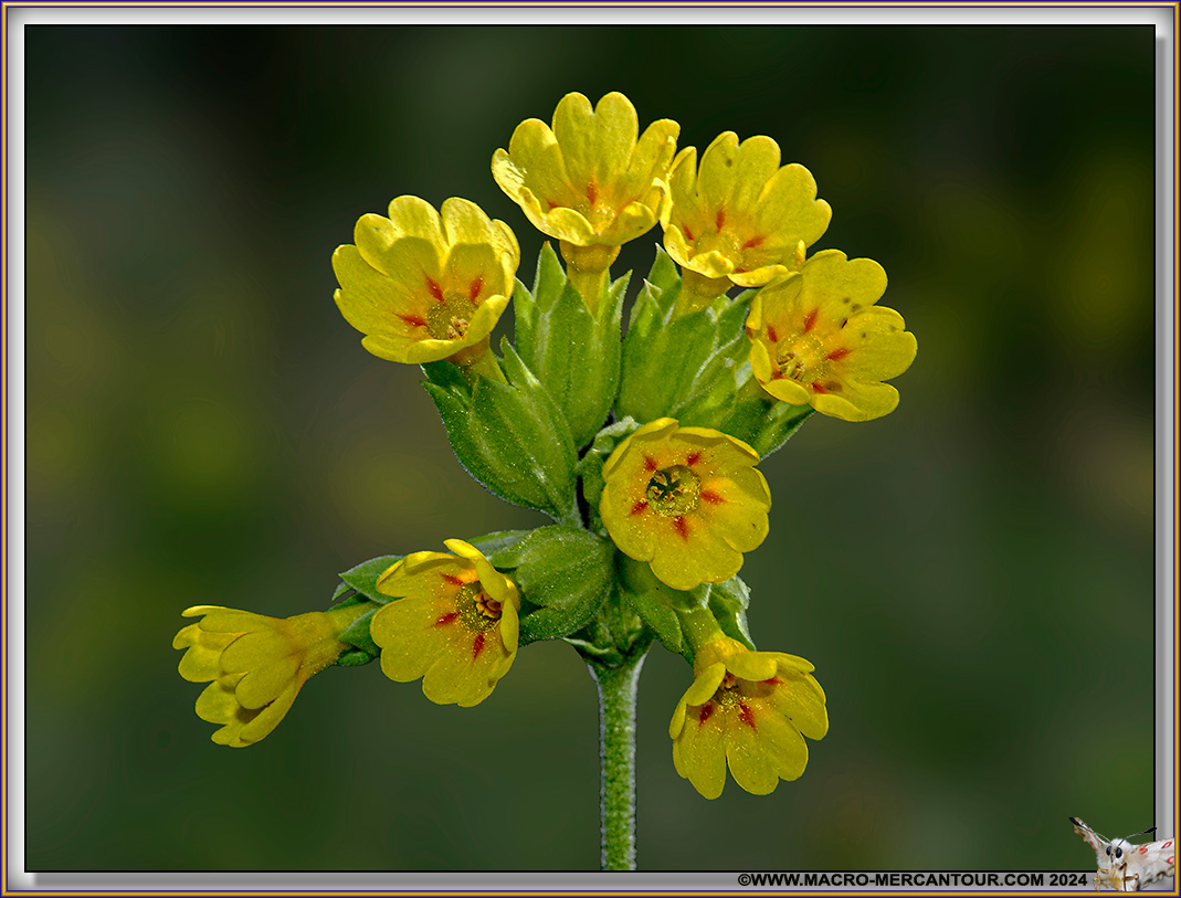 Primevères élevées